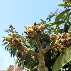 三台县新德镇：枇杷尚挂枝头 订单“纷至沓来”