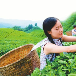 宜宾：向全省现代茶产业第一强市奋力迈进