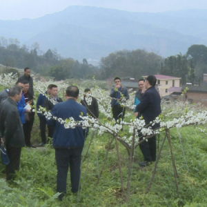 屏山县举办茵红李基地展示暨优质水果推介会