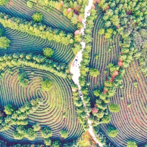 种高山有机茶“海归”带动乡村发展