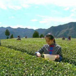 第五届“巴中云顶”茶文化旅游节将于4月18日在通江县举行