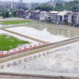 大竹稻虾综合种养迎丰收 生态产业助推乡村振兴