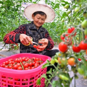 仁寿：大棚番茄藤上挂 乡村振兴“别样红”