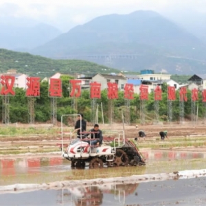 汉源：推进乡村全面振兴 机械化插秧助力农田高效“披绿装”