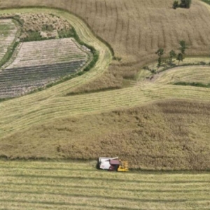 邻水县绘就油菜丰收画卷 谱写乡村振兴乐章