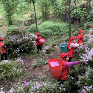 合江县：统战力量“穿针引线” 书写“石头缝里刨金”的乡村振兴新篇