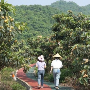 特色水果产业 奏响绵竹市乡村振兴“甜蜜乐章”