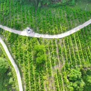 集体经济如何“强筋壮骨”？达州东部经开区打出乡村振兴“组合拳”