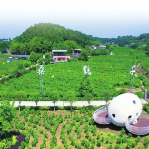 绵阳市涪城区：科技领航“粮”辰美景 产业赋能乡村振兴