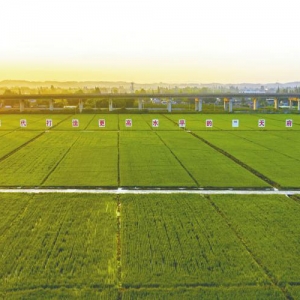 从“饭碗田”到“科技田” 眉山东坡区永丰村绘出乡村振兴新“丰”景