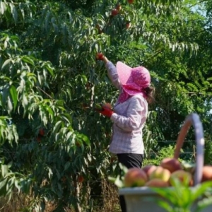 雅安市雨城区：小桃子成就大产业，甜蜜事业助力乡村振兴