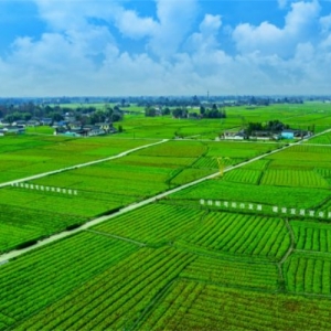 “川芎密码”解锁什邡乡村振兴新图景