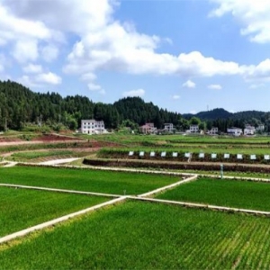 蓬安：党建引领“六个全域” 绘就乡村振兴新图景