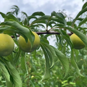 产值预计超3000万元 剑阁县 “女皇李”成乡村振兴“强引擎”