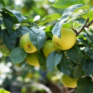 苍溪：庭院经济结硕果 乡村振兴添动“梨”