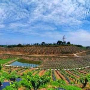 威远：小果子撬动大产业 网络直播助力乡村振兴