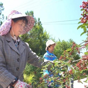 汉源：“麻香”经济绘就乡村振兴图景