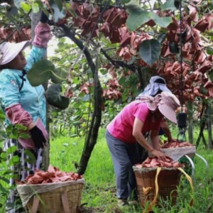 洪雅：红心猕猴桃丰收 铺就乡村振兴“甜蜜路”