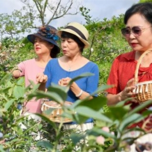 广元市朝天区300亩高山露地蓝莓 激活乡村产业“甜蜜动能”