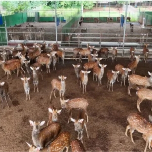 乡村振兴“显特色”！ 遂宁多元化产业布局“养”出共富新门道