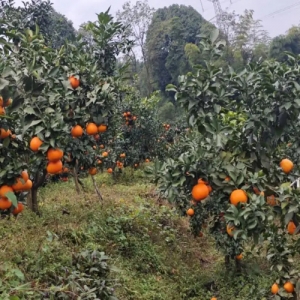 多元产业筑牢增收“压舱石” 宜宾叙州龙池乡双柏村绘就乡村振兴新画卷