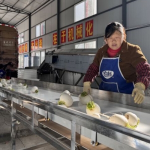 广元朝天：蔬菜产业园升级 铺就乡村振兴共富路