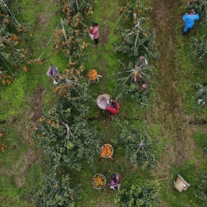 彭山百余亩砂糖橘迎来丰收 特色农业助力乡村振兴