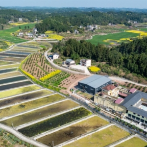 从“稻渔共生”到“水美乡村” 三台“农业+”绘就乡村振兴新画卷