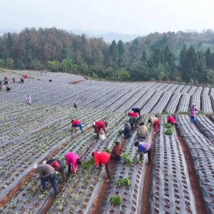 安岳：“中国柠檬之乡”飘出“药材香” 中药材产业成乡村振兴新引擎
