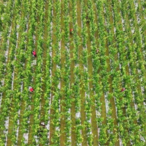 仁寿：多点发力绘蓝图 乡村振兴谱新篇